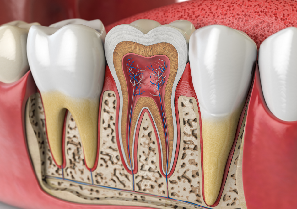 Cross section of a tooth